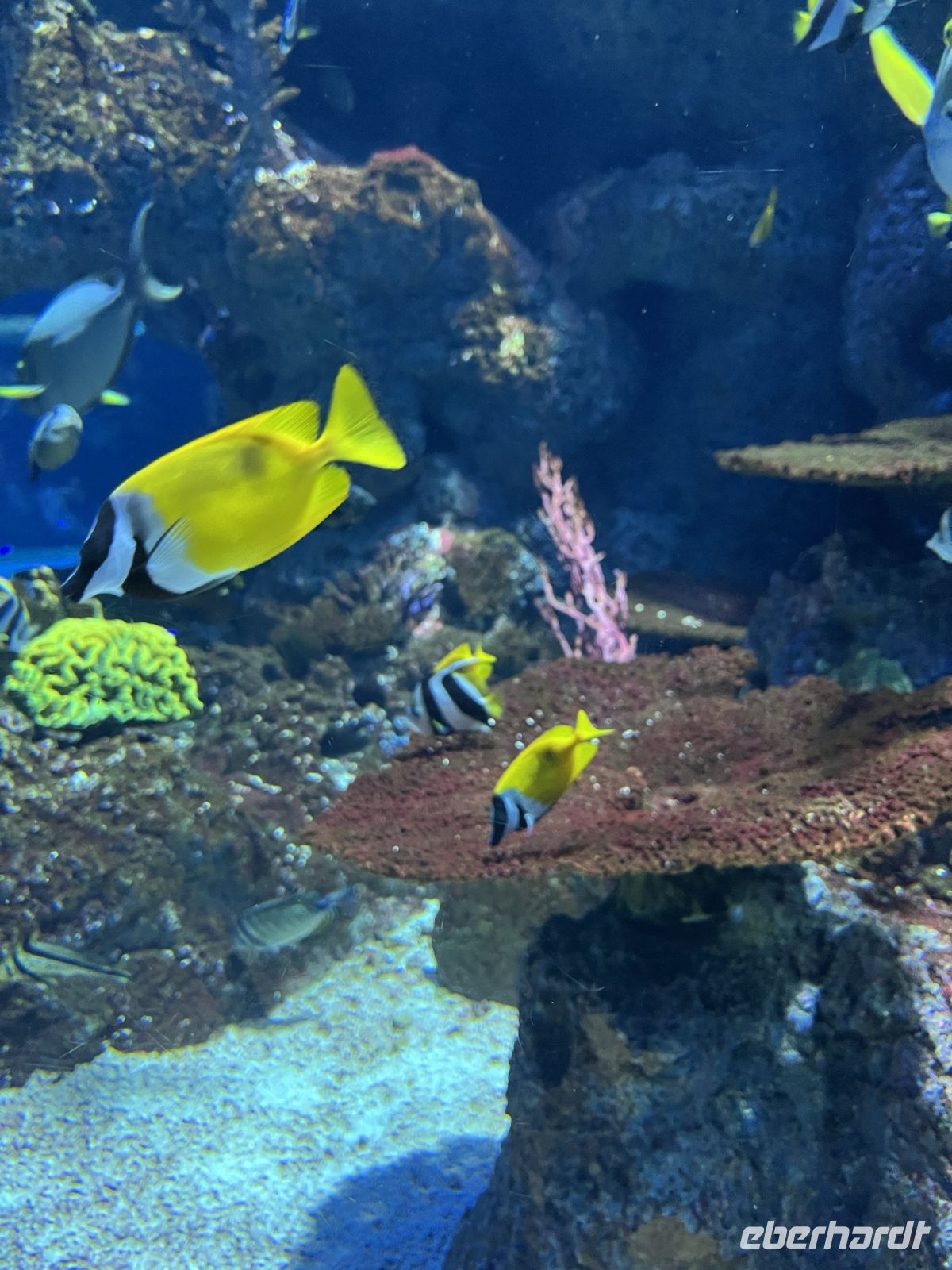 Aquarium, Sentosa, Singapur.jpeg &ndash; &copy; Maria Feibig (Eberhardt TRAVEL)