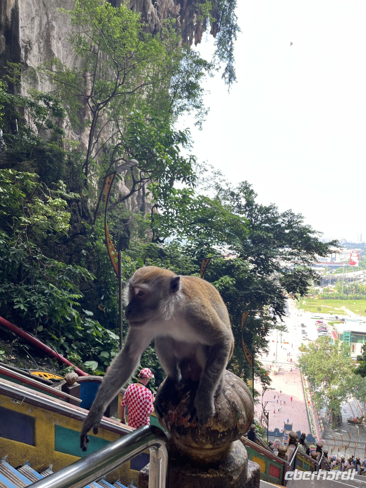 Affe, Batu Caves, Kuala Lumpur, Malaysia.jpeg &ndash; &copy; Maria Feibig (Eberhardt TRAVEL)