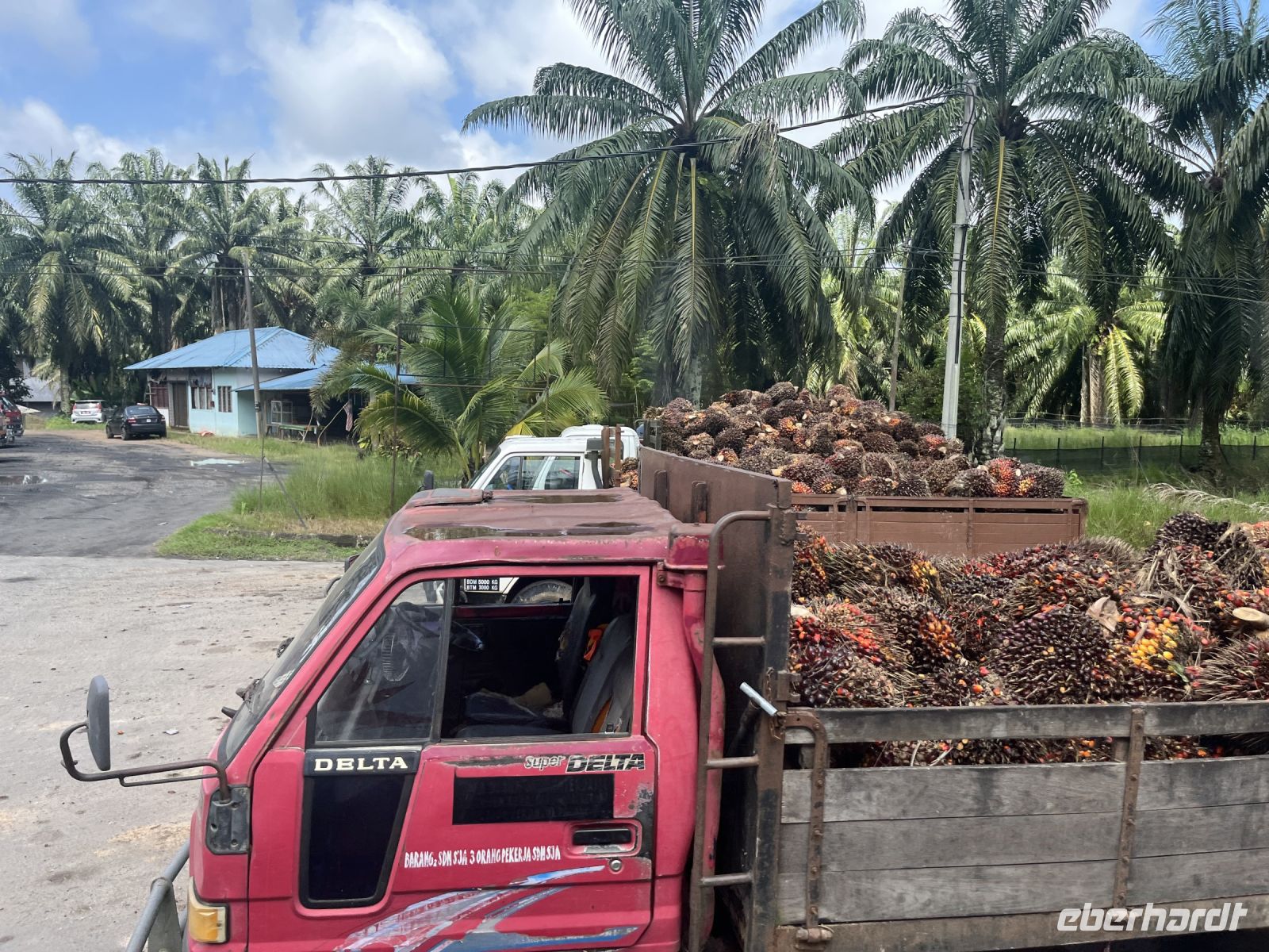 Palmölplantage, Malaysia.jpeg &ndash; &copy; Maria Feibig (Eberhardt TRAVEL)