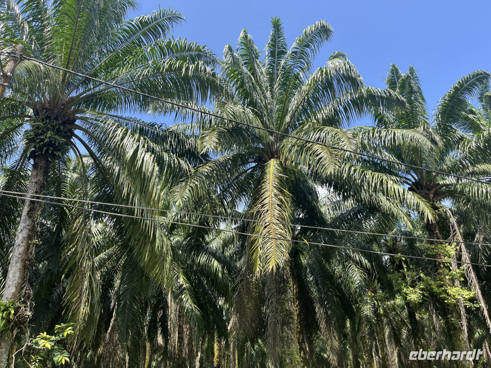 Palmölplantage, Malaysia.jpeg &ndash; &copy; Maria Feibig (Eberhardt TRAVEL)