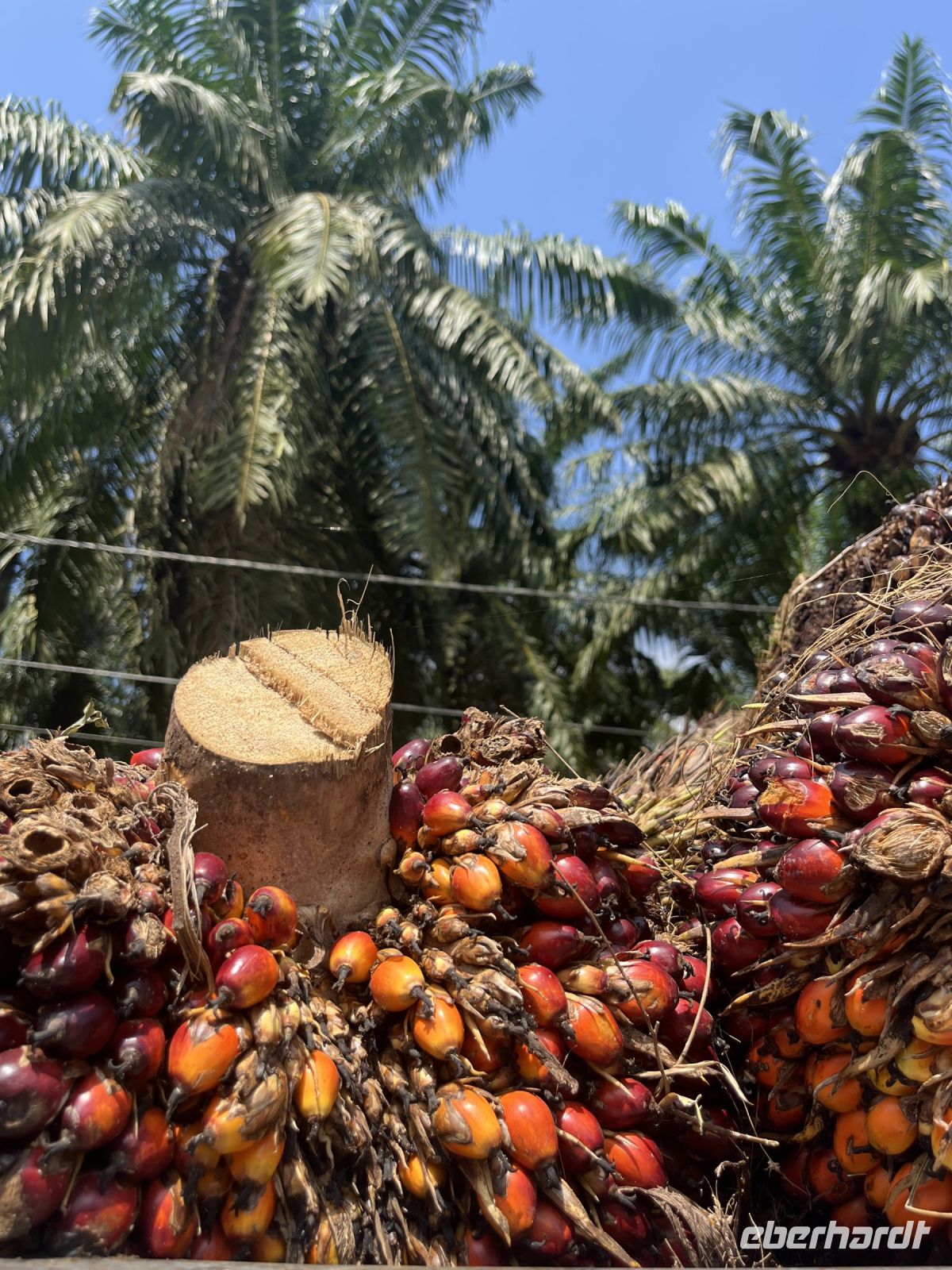 Palmölplantage, Malaysia.jpeg &ndash; &copy; Maria Feibig (Eberhardt TRAVEL)