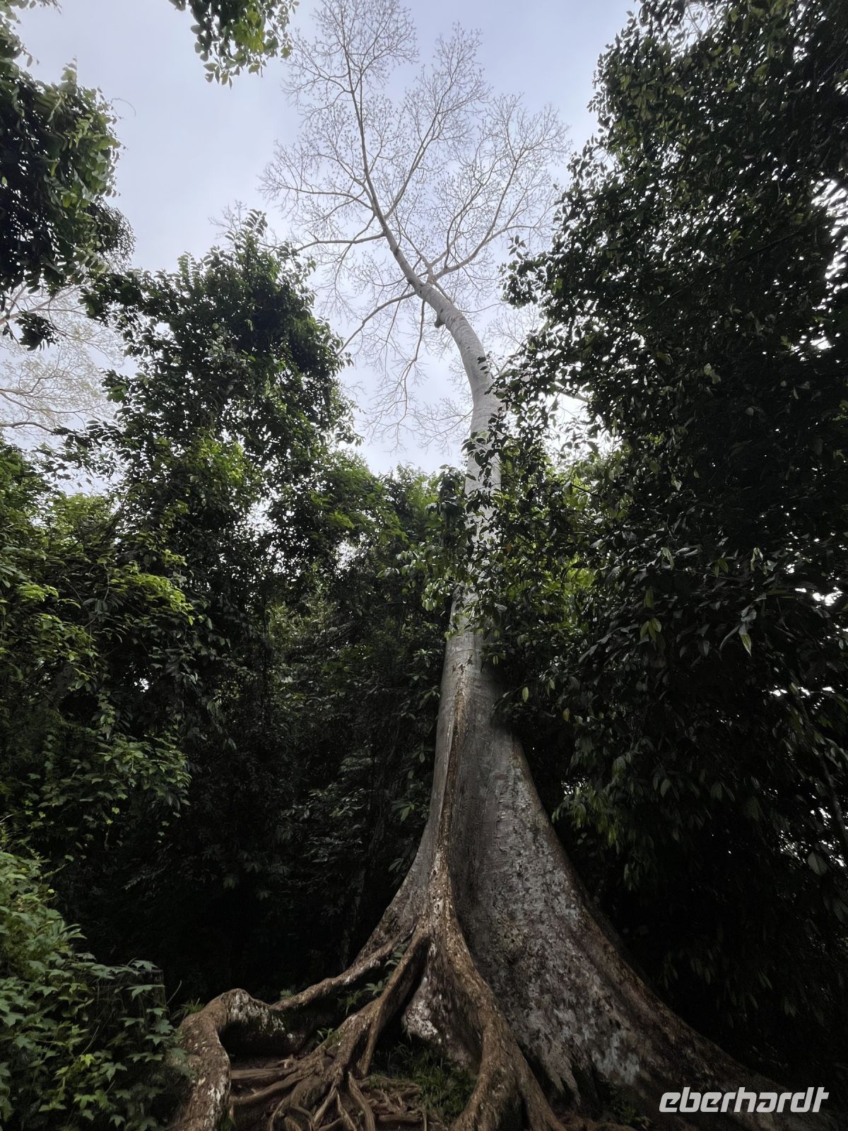 Baum, Wanderung, Taman Negara, Malaysia.jpeg &ndash; &copy; Maria Feibig (Eberhardt TRAVEL)