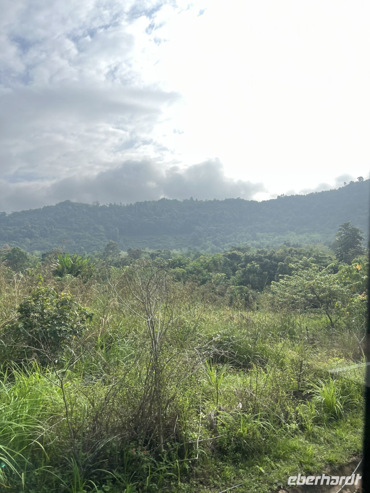 Cameron Highlands, Malaysia.jpeg &ndash; &copy; Maria Feibig (Eberhardt TRAVEL)