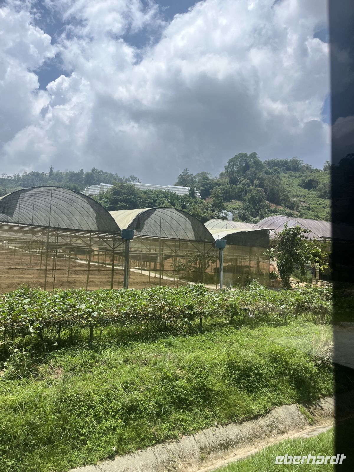 Gewächshäuser, Cameron Highlands, Malaysia.jpeg &ndash; &copy; Maria Feibig (Eberhardt TRAVEL)
