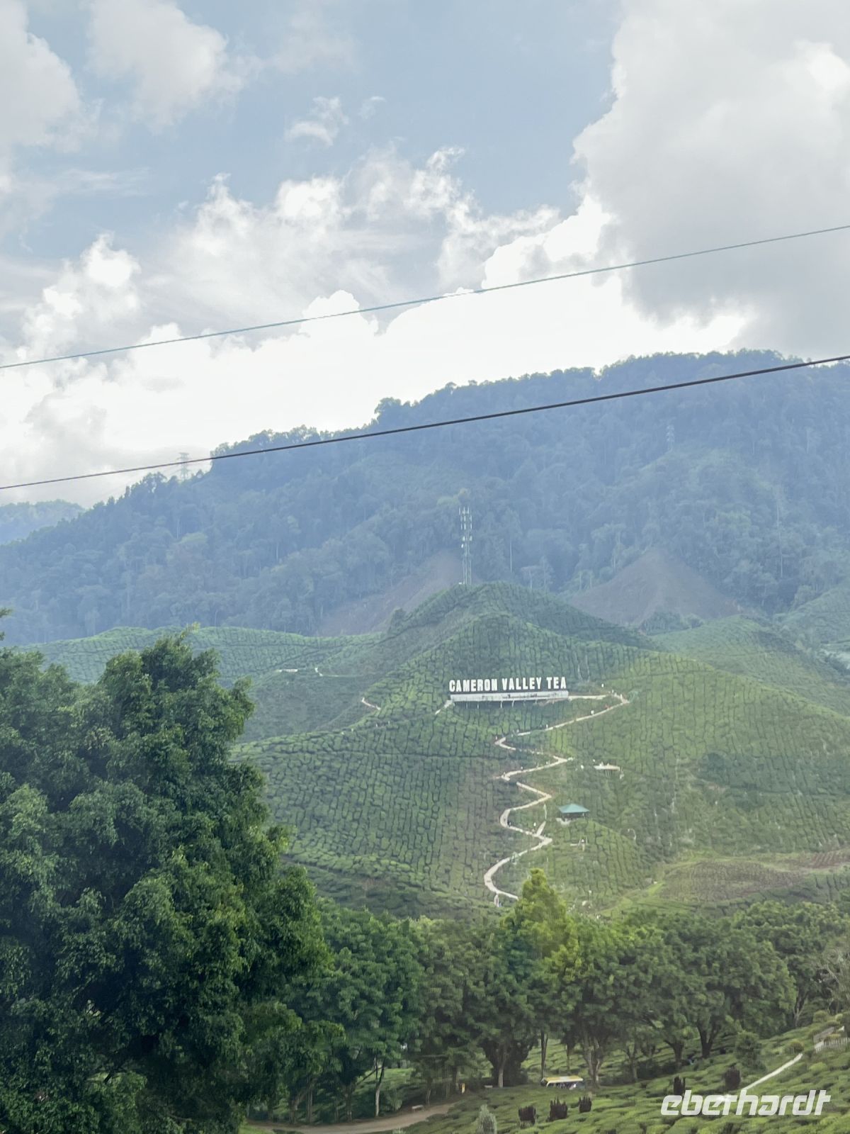 Teeplantage, Cameron Highlands, Malaysia.jpeg &ndash; &copy; Maria Feibig (Eberhardt TRAVEL)