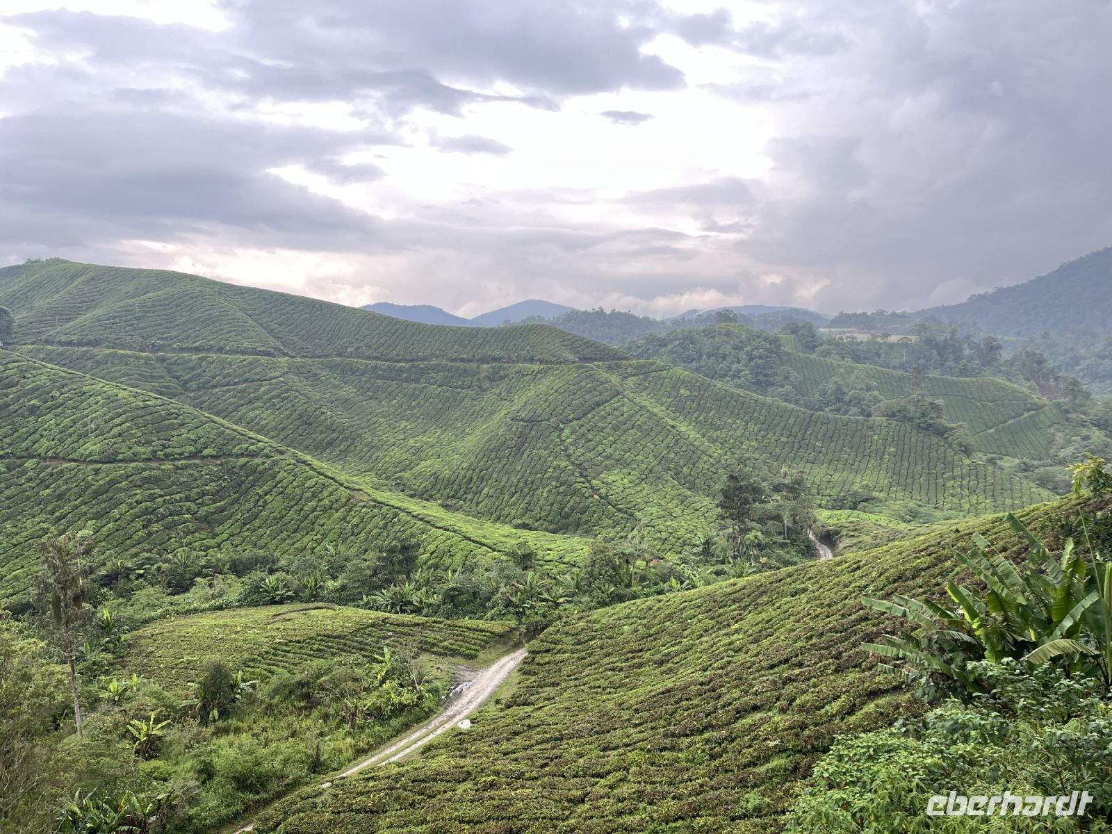 Teeplantage, Cameron Highlands, Malaysia.jpeg &ndash; &copy; Maria Feibig (Eberhardt TRAVEL)
