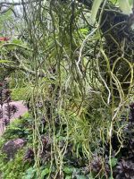 Orchideen, Orchideen Garten, Botanischer Garten, Singapur.jpeg &ndash; &copy; Maria Feibig (Eberhardt TRAVEL)