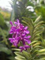 Orchideen, Orchideen Garten, Botanischer Garten, Singapur..jpeg &ndash; &copy; Maria Feibig (Eberhardt TRAVEL)
