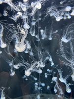 Quallen, Aquarium, Sentosa, Singapur.jpeg &ndash; &copy; Maria Feibig (Eberhardt TRAVEL)