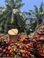 Palmölplantage, Malaysia.jpeg &ndash; &copy; Maria Feibig (Eberhardt TRAVEL)