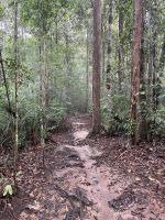 Wanderung, Taman Negara, Malaysia.jpeg &ndash; &copy; Maria Feibig (Eberhardt TRAVEL)