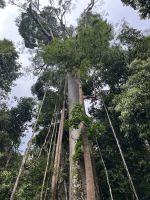 Taman Negara, Malaysia.jpeg &ndash; &copy; Maria Feibig (Eberhardt TRAVEL)
