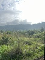 Cameron Highlands, Malaysia.jpeg &ndash; &copy; Maria Feibig (Eberhardt TRAVEL)
