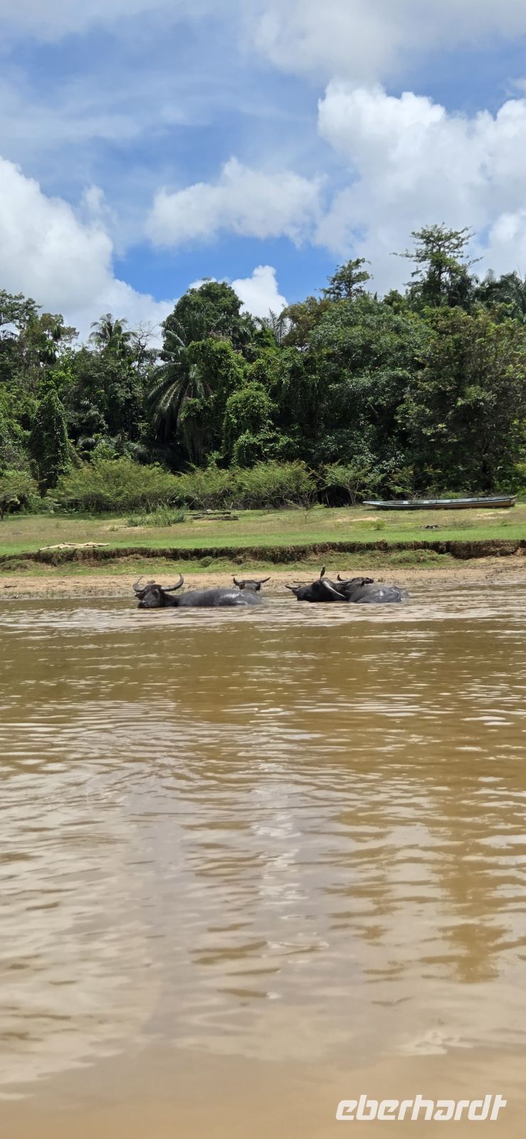 Wasserbüffel - Malaysia  &ndash; &copy; Ronja Wagner (Eberhardt TRAVEL)
