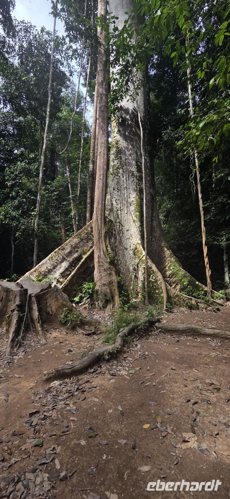 Regenwald - Taman Negara &ndash; &copy; Ronja Wagner (Eberhardt TRAVEL)
