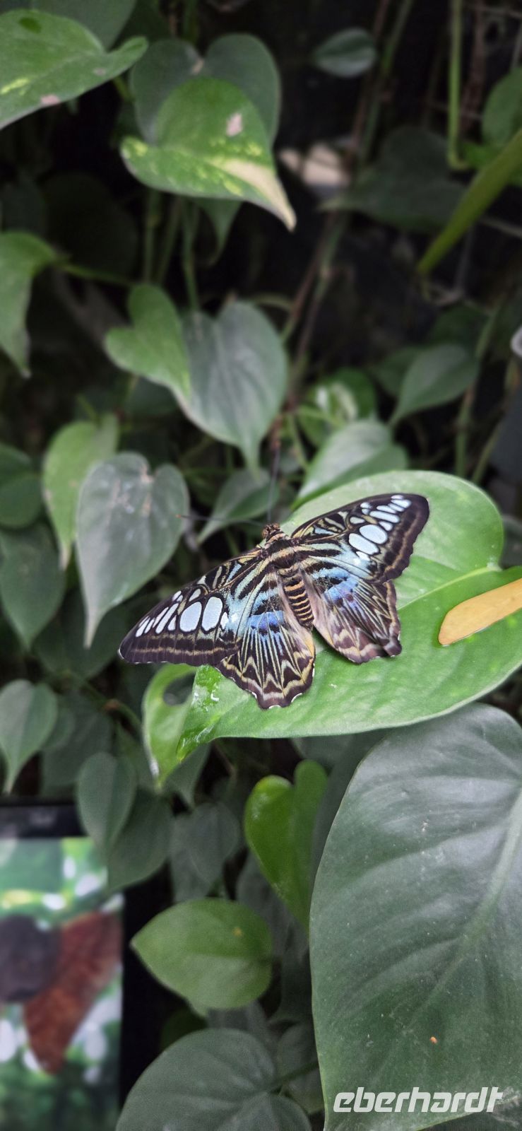 Butterfly Garden - Singapur Flughafen &ndash; &copy; Ronja Wagner (Eberhardt TRAVEL)