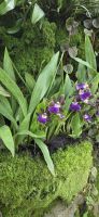 National Orchid Graden - Singapur &ndash; &copy; Ronja Wagner (Eberhardt TRAVEL)