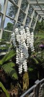 National Orchid Graden - Singapur &ndash; &copy; Ronja Wagner (Eberhardt TRAVEL)