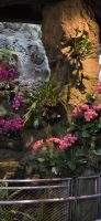 National Orchid Graden - Singapur &ndash; &copy; Ronja Wagner (Eberhardt TRAVEL)