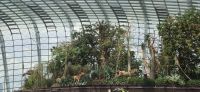Flower Dome - Singapur  &ndash; &copy; Ronja Wagner (Eberhardt TRAVEL)