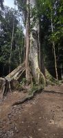 Regenwald - Taman Negara &ndash; &copy; Ronja Wagner (Eberhardt TRAVEL)