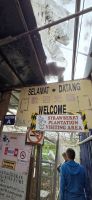 Erdbeerplantage - Cameron Highlands  &ndash; &copy; Ronja Wagner (Eberhardt TRAVEL)