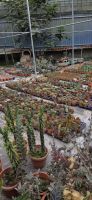Succulents & Cactus Corner - Cameron Highlands &ndash; &copy; Ronja Wagner (Eberhardt TRAVEL)
