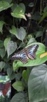 Butterfly Garden - Singapur Flughafen &ndash; &copy; Ronja Wagner (Eberhardt TRAVEL)