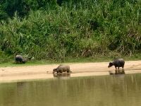 Sungai Tembeling &ndash; &copy; Mireille Fuhrmann (Eberhardt TRAVEL)