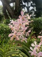 Singapur Botanics Gardens &ndash; &copy; Mireille Fuhrmann (Eberhardt TRAVEL)
