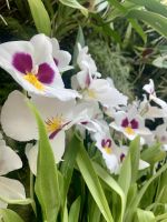 Singapur Botanics Gardens &ndash; &copy; Mireille Fuhrmann (Eberhardt TRAVEL)