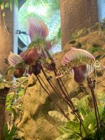 Singapur Botanics Gardens &ndash; &copy; Mireille Fuhrmann (Eberhardt TRAVEL)