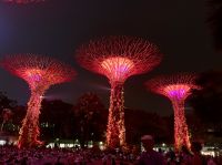 Supertree &ndash; &copy; Mireille Fuhrmann (Eberhardt TRAVEL)