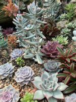 Gardens by the Bay &ndash; &copy; Mireille Fuhrmann (Eberhardt TRAVEL)
