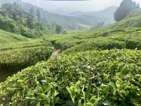 Cameron Highlands &ndash; &copy; Mireille Fuhrmann (Eberhardt TRAVEL)