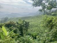 Cameron Highlands &ndash; &copy; Mireille Fuhrmann (Eberhardt TRAVEL)