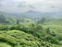 Cameron Highlands &ndash; &copy; Mireille Fuhrmann (Eberhardt TRAVEL)