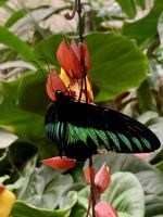 Schmetterling Park &ndash; &copy; Mireille Fuhrmann (Eberhardt TRAVEL)