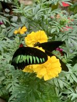 Schmetterling Park &ndash; &copy; Mireille Fuhrmann (Eberhardt TRAVEL)