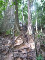 Taman_Negara_Dschungelwanderung_P1050046 &ndash; &copy; Daniela Paulan (Eberhardt TRAVEL)
