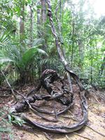 Taman_Negara_Dschungelwanderung_IMG_0143 &ndash; &copy; Daniela Paulan (Eberhardt TRAVEL)