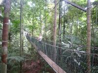 Taman_Negara_Canopy_Walk_P1050053 &ndash; &copy; Daniela Paulan (Eberhardt TRAVEL)