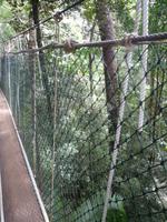 Taman_Negara_Canopy_Walk_P1050056 &ndash; &copy; Daniela Paulan (Eberhardt TRAVEL)