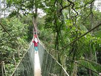 Taman_Negara_Canopy_Walk_IMG_0149 &ndash; &copy; Daniela Paulan (Eberhardt TRAVEL)