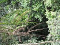 Taman_Negara_Canopy_Walk_IMG_0151 &ndash; &copy; Daniela Paulan (Eberhardt TRAVEL)