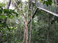 Taman_Negara_Canopy_Walk_IMG_0158 &ndash; &copy; Daniela Paulan (Eberhardt TRAVEL)