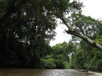 Taman_Negara_Dschungelbootsfahrt_IMG_0167 &ndash; &copy; Daniela Paulan (Eberhardt TRAVEL)