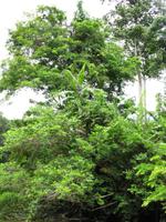 Taman_Negara_Dschungelbootsfahrt_IMG_0171 &ndash; &copy; Daniela Paulan (Eberhardt TRAVEL)
