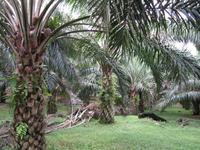 Cameron_Highland_Palmenfarm_IMG_0217 &ndash; &copy; Daniela Paulan (Eberhardt TRAVEL)