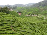 Cameron_Highland_Teeplantage_IMG_0221 &ndash; &copy; Daniela Paulan (Eberhardt TRAVEL)